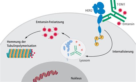 Trastuzumab Emtansin verbessert progressionsfreies Überleben 10