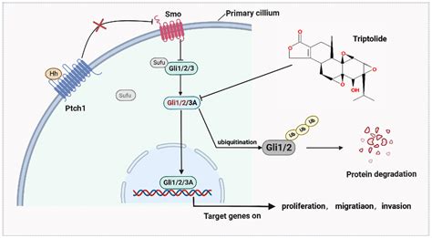 Triptolide Inhibits Epithelial Ovarian Tumor Growth By Blocking The