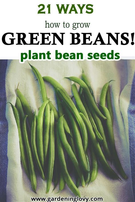 21 Best Ways How To Grow Green Beans Step By Step Guide Artofit