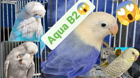 Vlog271 Vio Aqua B2 OpalineEuro BudgieFallow Parakeet Dito Lang