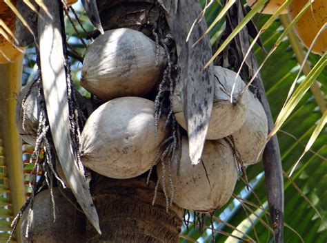 Кокос нуцифера (Большая коллекция фото) - treepics.ru