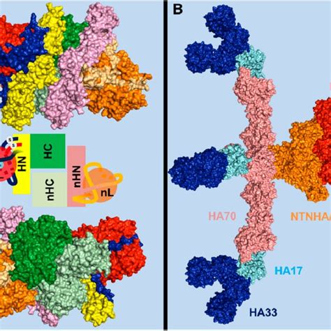 Structure Of Bont A1 And Bont B1 Molecules Crystal Structures Of Download Scientific Diagram