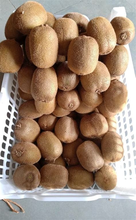 A Grade Fresh Brown Kiwi Packaging Type Carat Packaging Size Kg