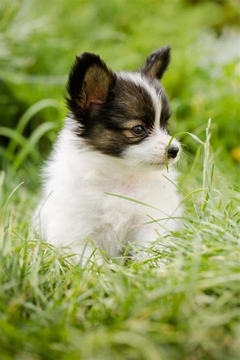 Cute Puppy Of Breed Papillon Stock Image Image Of Baby Breed 166228165