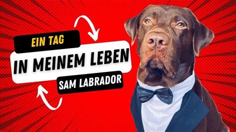 EIN TAG Im LEBEN Eines LABRADORS Sam Labrador YouTube