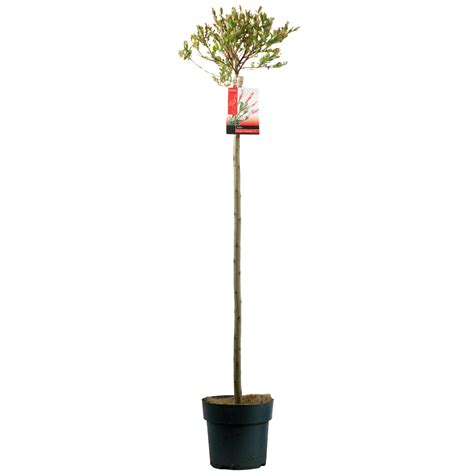 Salix Hakuro Nishiki Pink Flamingo Patio Tree Vibrant Decorative