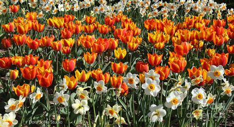 Field Of Tulips And Daffodils Photograph By Dora Sofia Caputo Fine Art America