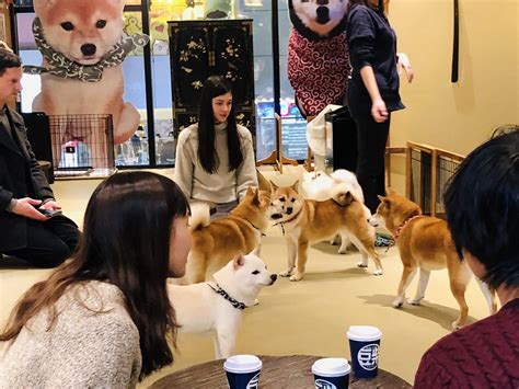 An Awesome Visit To Mame Shiba Inu Cafe In Tokyo Explore Cook Eat