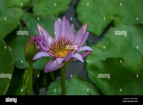 Full Bloom Waterlily Hi Res Stock Photography And Images Alamy