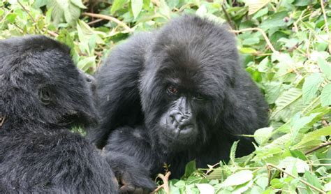 6 Days Best of Rwanda Wildlife Safari | Verdant Safaris.