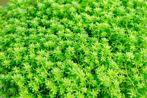 The Most Beautiful Ground Cover Plants Plantura