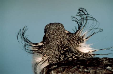 Bir022 00001 Joel Sartore