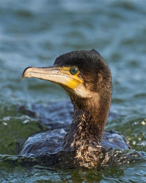 Premium Photo Great Cormorant Phalacrocorax Carbo