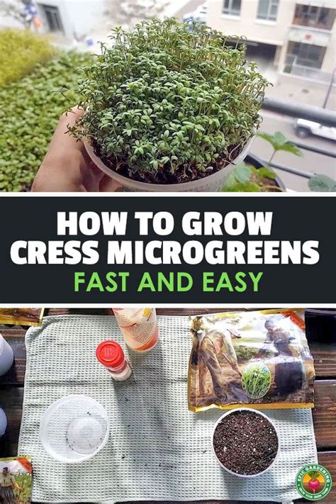 How To Grow Cress Microgreens Fast And Easy