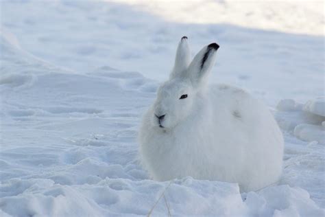 Arctic Hare