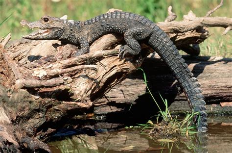 Dwarf crocodile | Size, Habitat, Diet, & Facts | Britannica