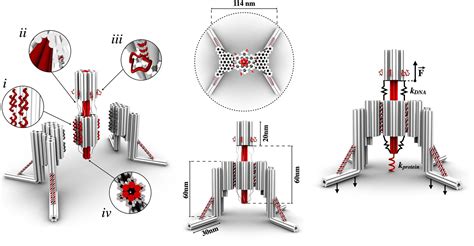 A Nano Robot Built Entirely From Dna To Explore Cell Processes Statnano