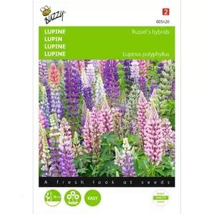 Buzzy Lupinus Polyphyllus Russells Hy G Groenrijk Beneden Leeuwen