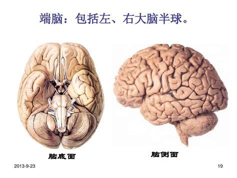 小脑和大脑的结构 word文档在线阅读与下载 无忧文档