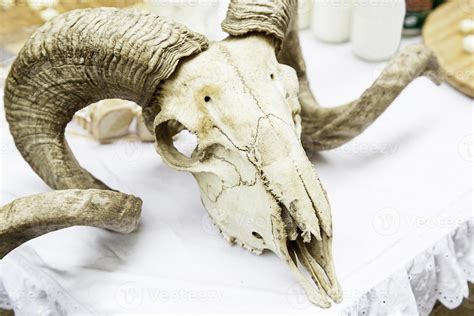 Goat Skull With Horns 2883647 Stock Photo At Vecteezy