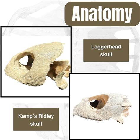 🦴 Sea Turtle Anatomy 🦴 A Sea Turtles Carapace Shell Is Actually A