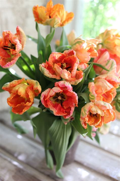 Parrot Tulips Parrot Tulips Flower Farm Beautiful Flowers