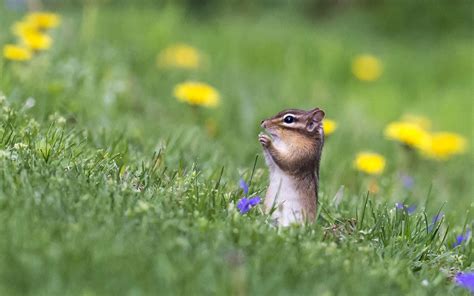 How To Keep Chipmunks Out Of Garden Naturally