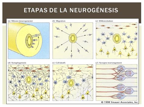 Maduración cerebral Mind Map