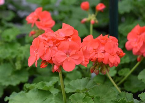 Southern Gardening Geraniums Come In Red Plus Many New Colors The Dispatch