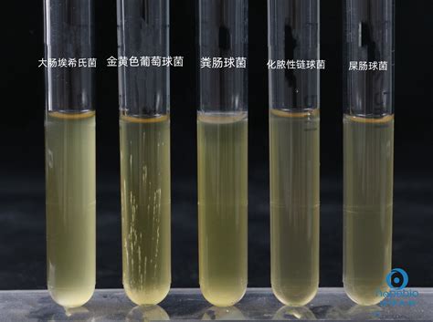 脑心浸液肉汤（bhib）培养基原理及使用方法