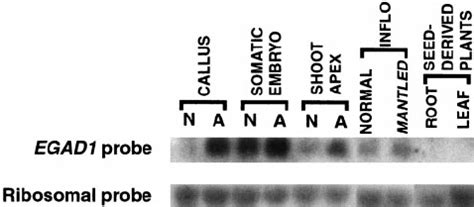 Northern Hybridization Analysis Of Transcript Accumulation Using A