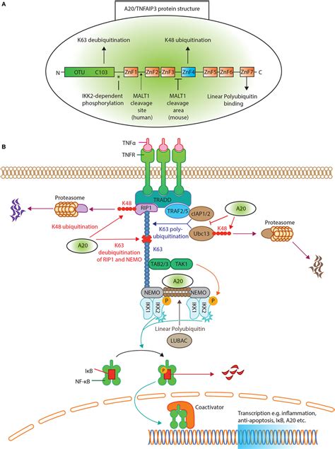 Frontiers A20tumor Necrosis Factor α Induced Protein 3 In Immune