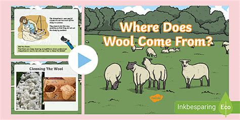 Where Does Wool Come From PowerPoint Teacher Made