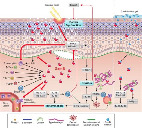 Granzyme B In Epithelial Barrier Dysfunction And Related Skin Diseases