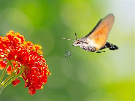 Sphinx Colibri Habitat Et Caract Ristiques Nos Amis Les Animaux