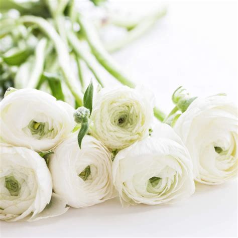 White Ranunculus Flowers