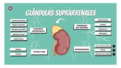 GlÁndulas Suprarrenales