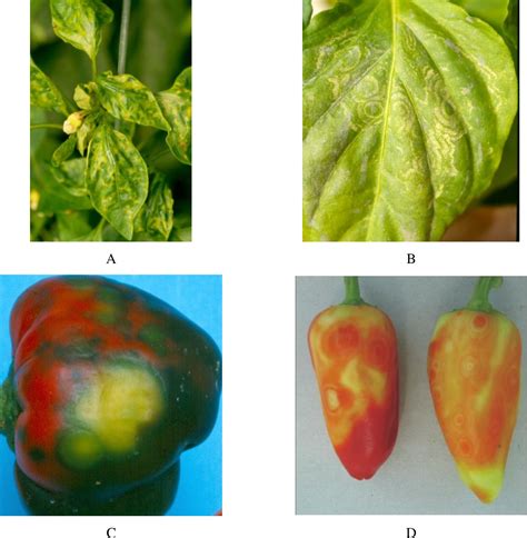 Figure 2 From Virus Diseases Of Pepper Capsicum Annuum L In Hungary