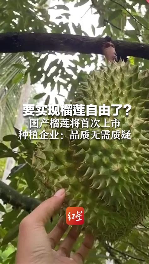 要实现榴莲自由了？国产榴莲将首次上市 种植企业：品质无需质疑凤凰网视频凤凰网