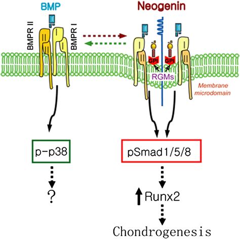 Neogenin Regulation Of Bmp Induced Canonical Smad Signaling And