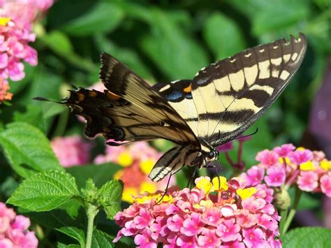 Help Butterflies Bees And Birds With A Pollinator Garden In Your Yard