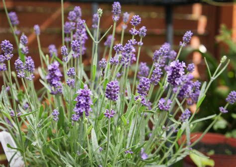 How To Grow Lavender From Seed