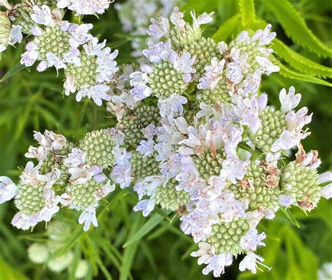 Northern Neck Native Plant Society