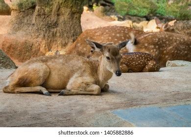 223 Baby Deer Laying Down Images, Stock Photos & Vectors | Shutterstock