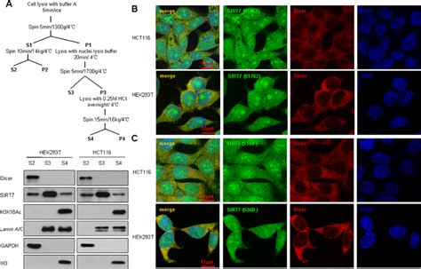 Colocalization Of Dicer And Sirt In The Cytoplasm A Subcellular