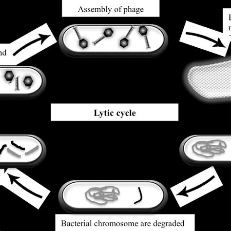 Schematic Representation Of The Lytic And Lysogenic Cycles Of A