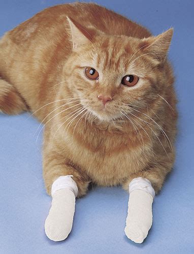 How To Bandaging A Cat Bandaging Tips And Tricks