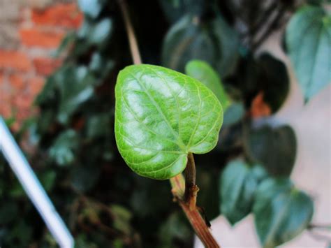 Free Images Nature Leaf Flower Food Green Produce Botany Flora