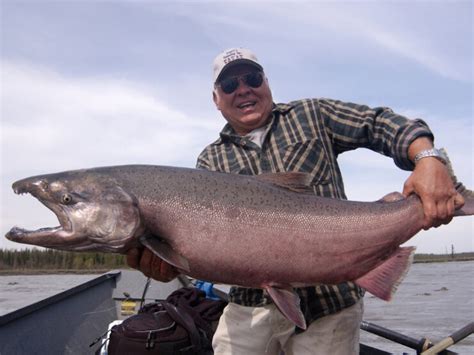 Fish Facts: King Salmon - Oncorhynchus Tshawytscha - The Jump