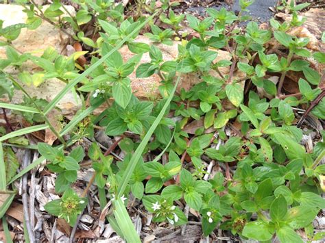 Now Is The Time To Prevent Summer Weeds Uf Ifas Extension Santa Rosa